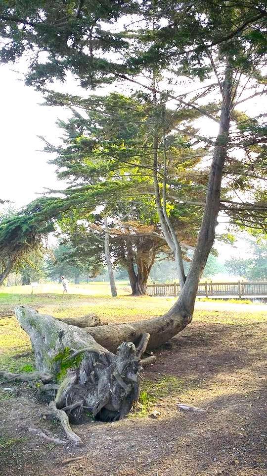 A tree that has fallen down in front of other trees in daylight.